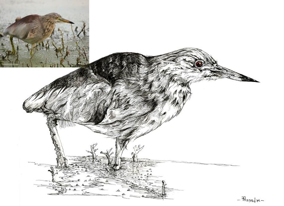 Crouching Heron, Wildart talk with Prasad Natarajan - Wildlife Artist, Birds of Bangalore - Week 33