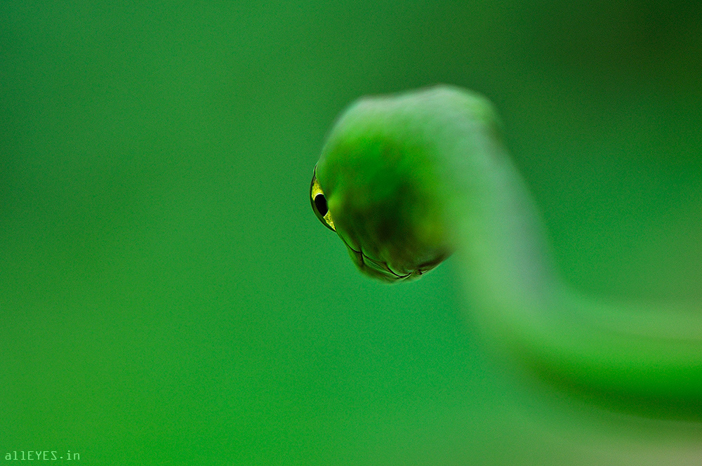 Divine Snake by Ravi Prakash SS, BBC award winning photographer. Photographer of the year 2014, Backyard Bytes with Wilderhood Recitals