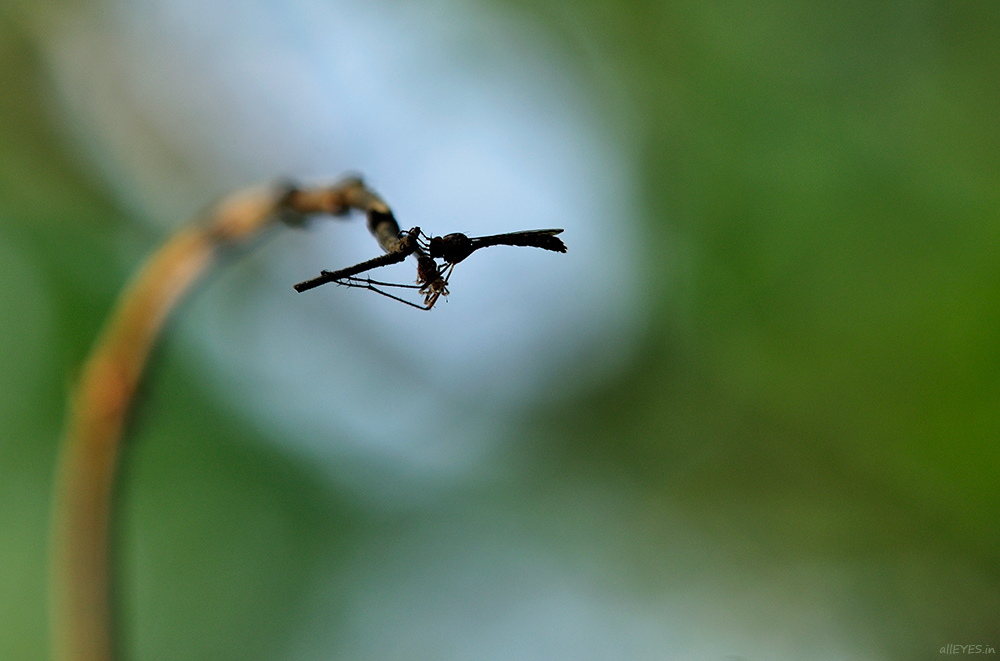 Expect the unexpected by Ravi Prakash SS, BBC award winning photographer. Photographer of the year 2014, Backyard Bytes with Wilderhood Recitals