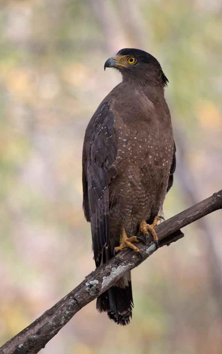 Crested Serpant Eagle, Kabini