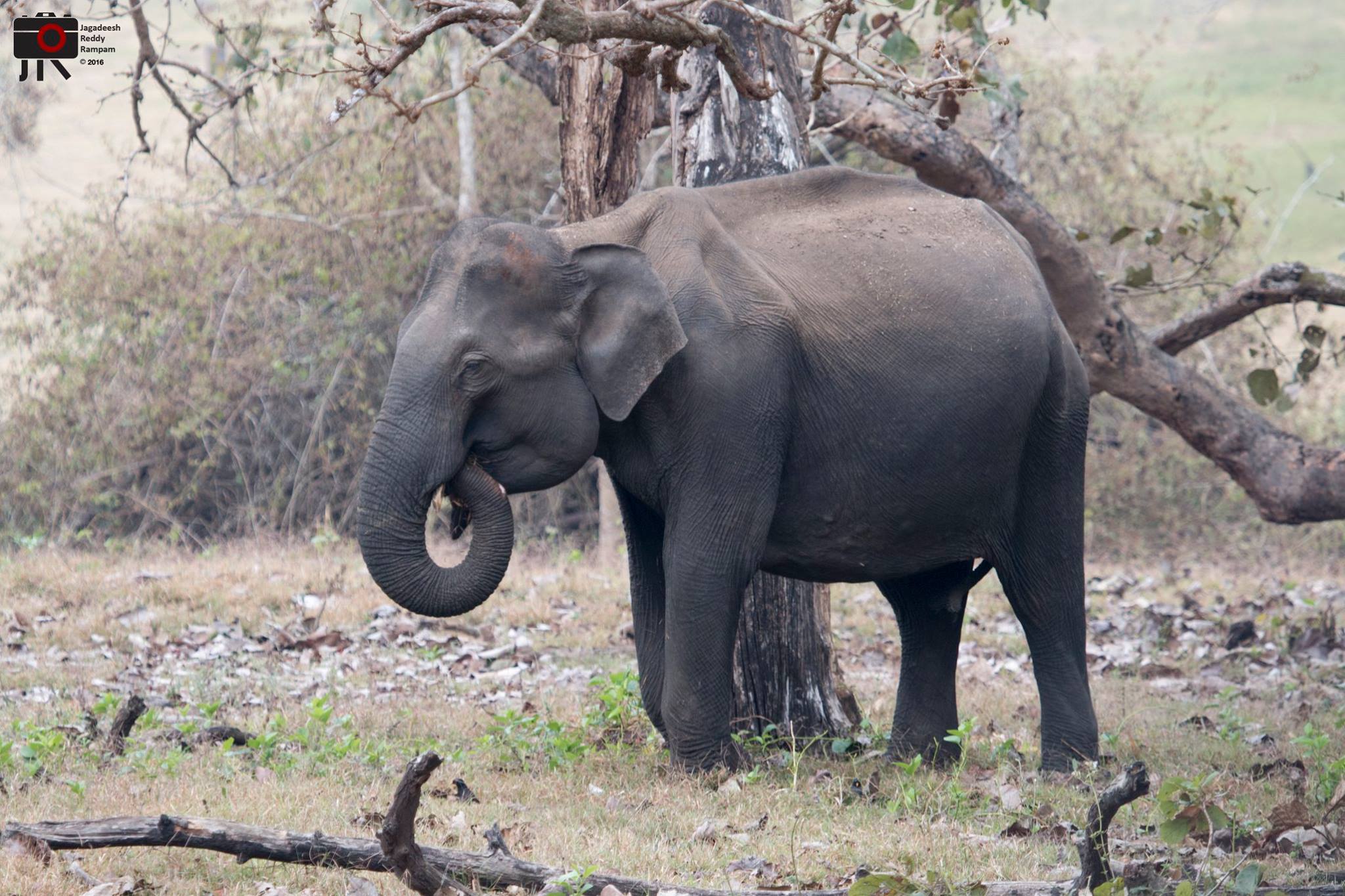 Elephant, Kabini
