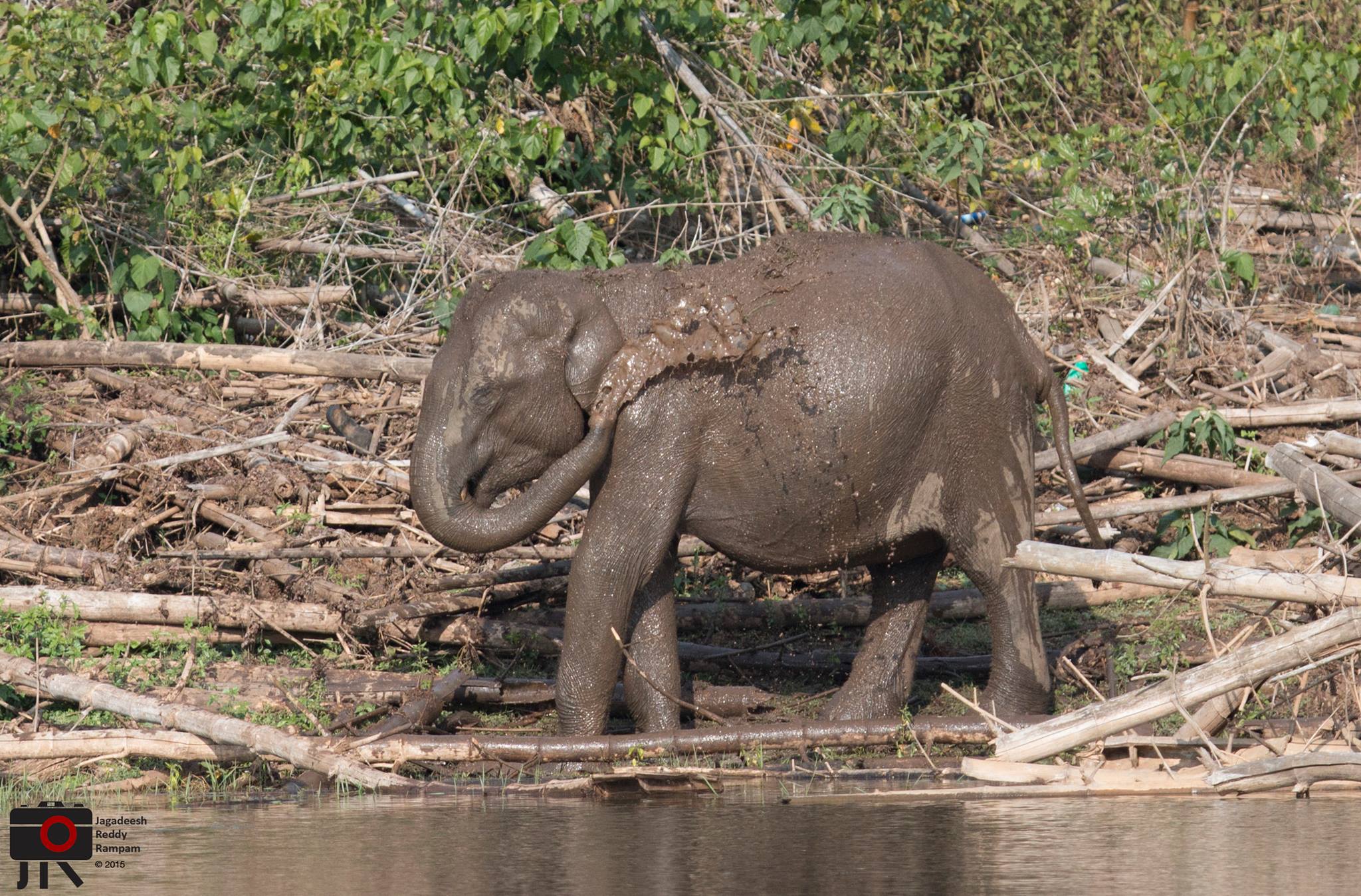 Playful Elephant near Kabini Backwaters