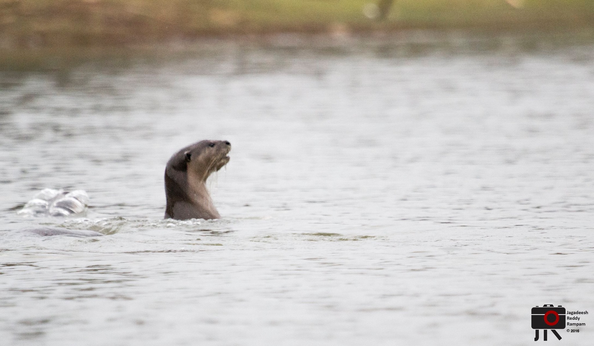 Smooth Coated Otters in Kabini Backwaters