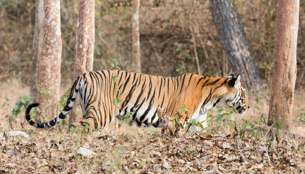 Tiger in Kabini, patrolling the territory in the morning, Kabini, Nagarhole National Park