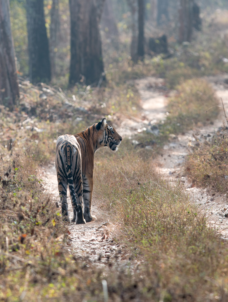 Tigress patrolling the territory, Kabini