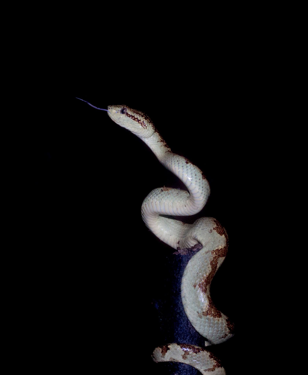 Malabar pit viper from Kuveshi