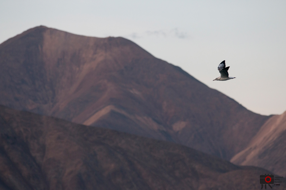 Sea gull in the flight at beautiful lake PangongTso, Ladakh