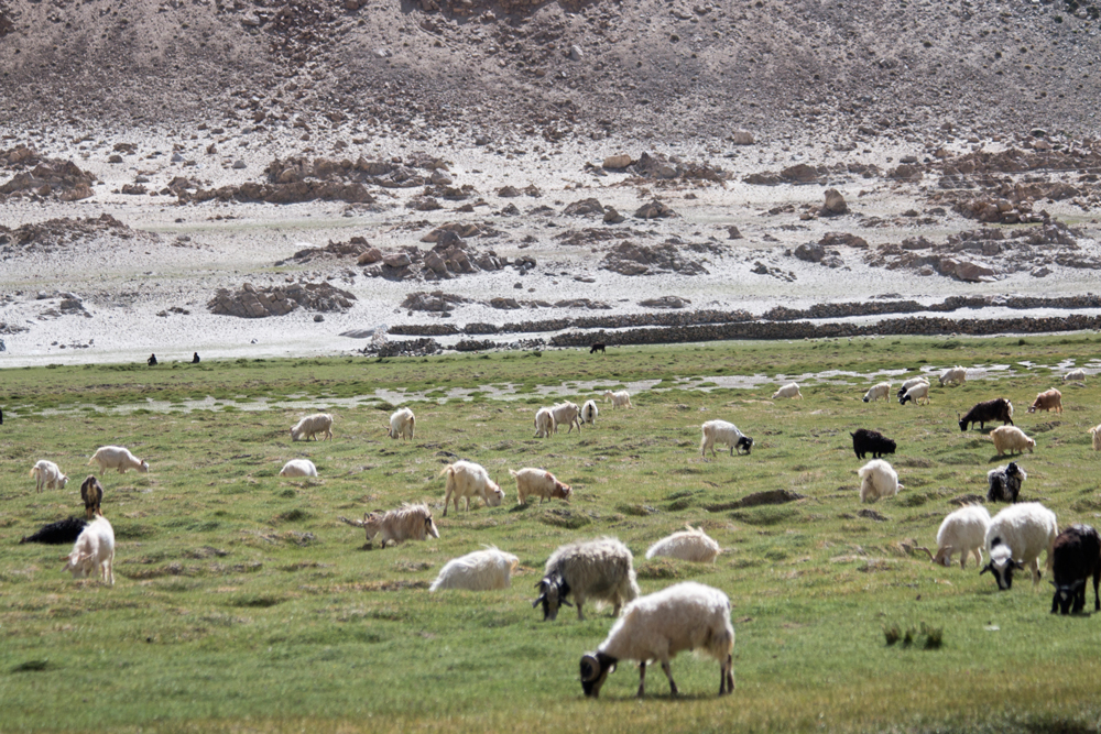 enroute to PangongTso, Ladakh