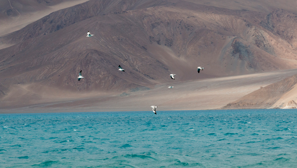 Sea gulls, PangongTso, Ladakh
