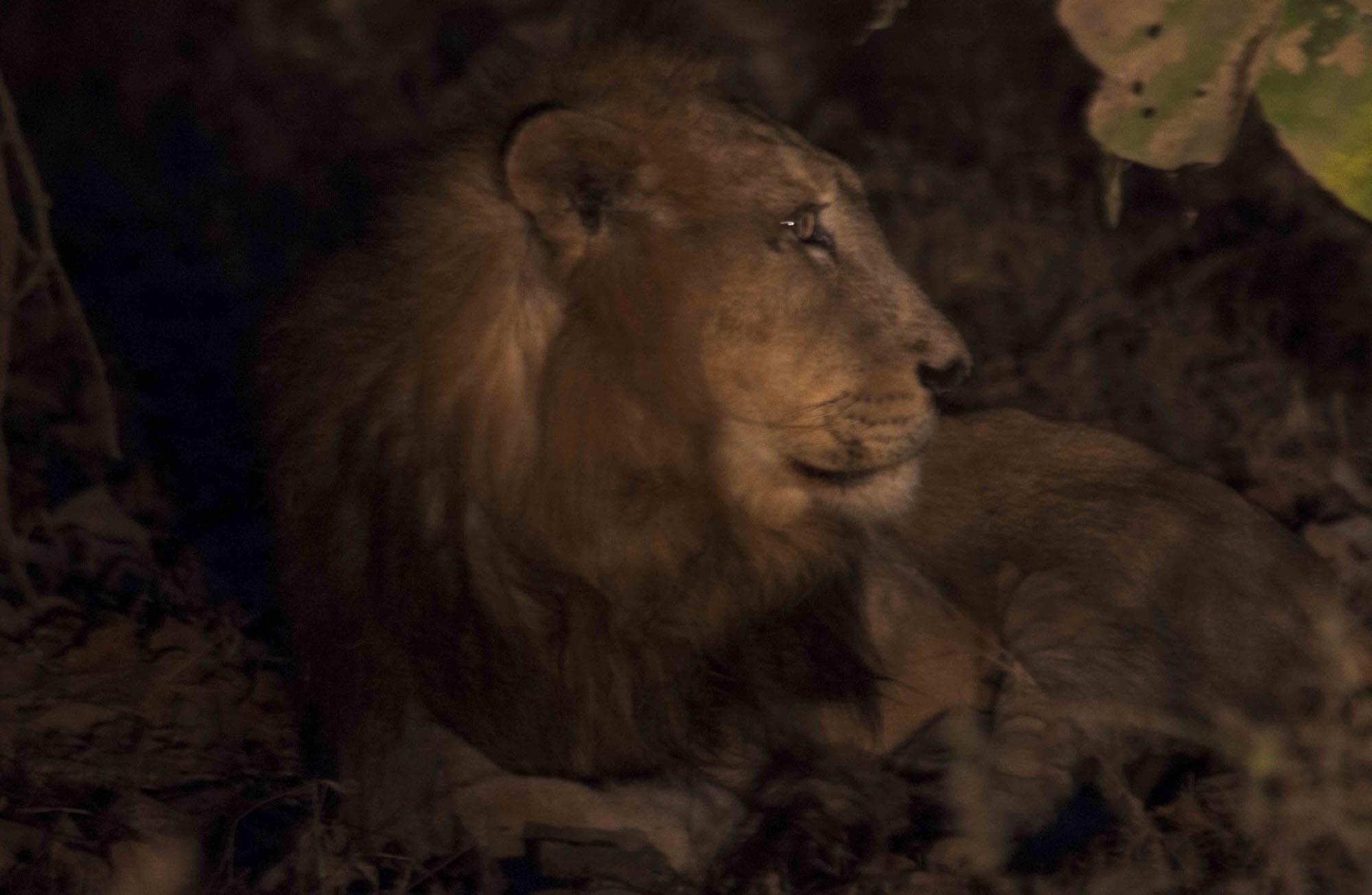 Lion King Raju, Gir National Park