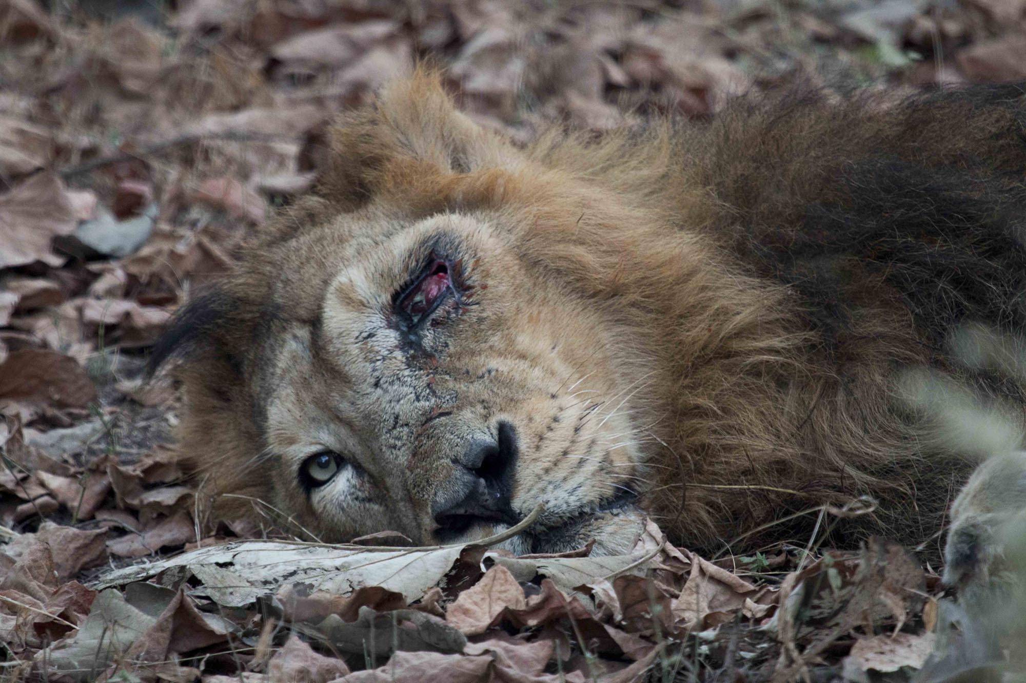 Lion King Raju, Gir National Park