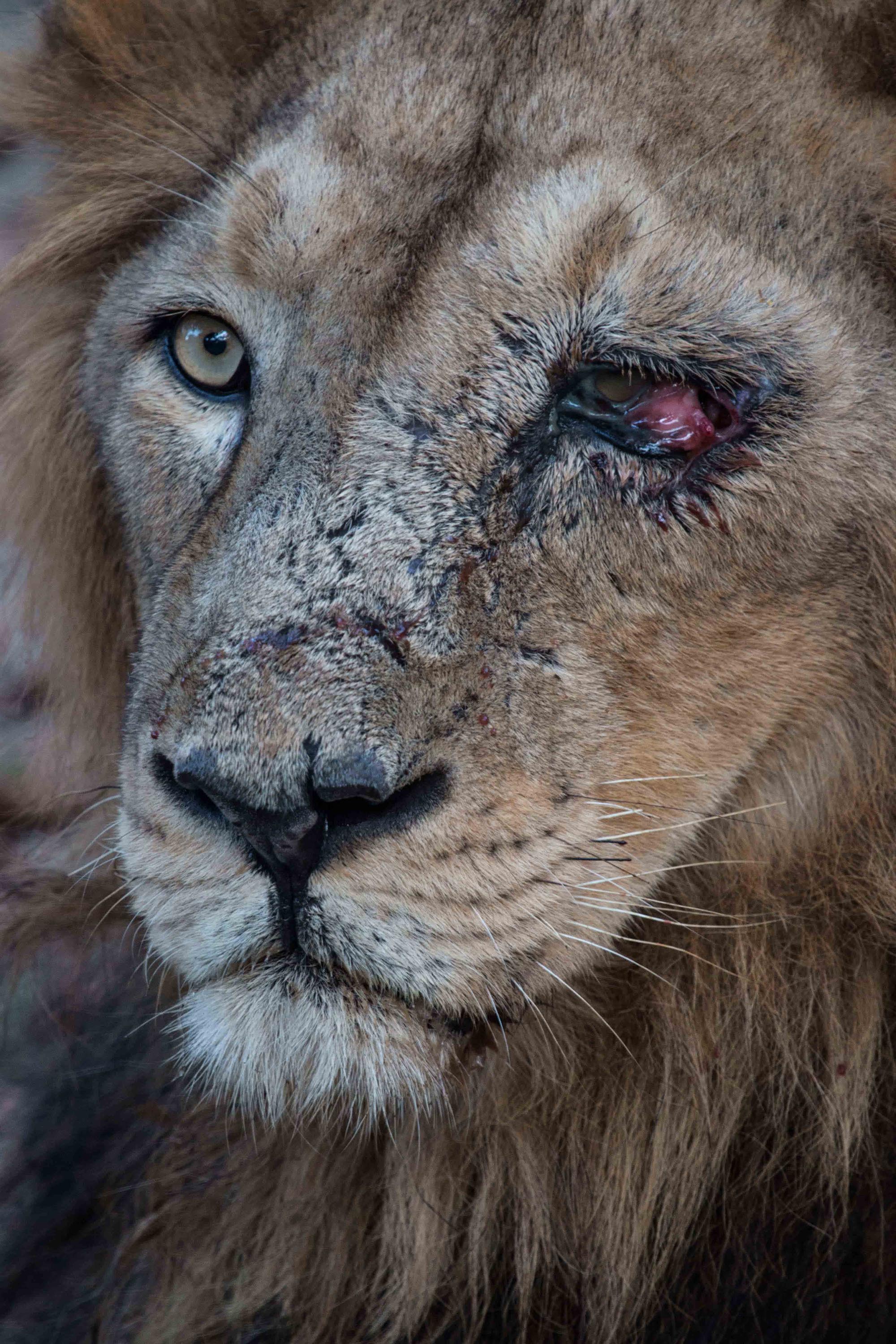 Lion King Raju, Gir National Park