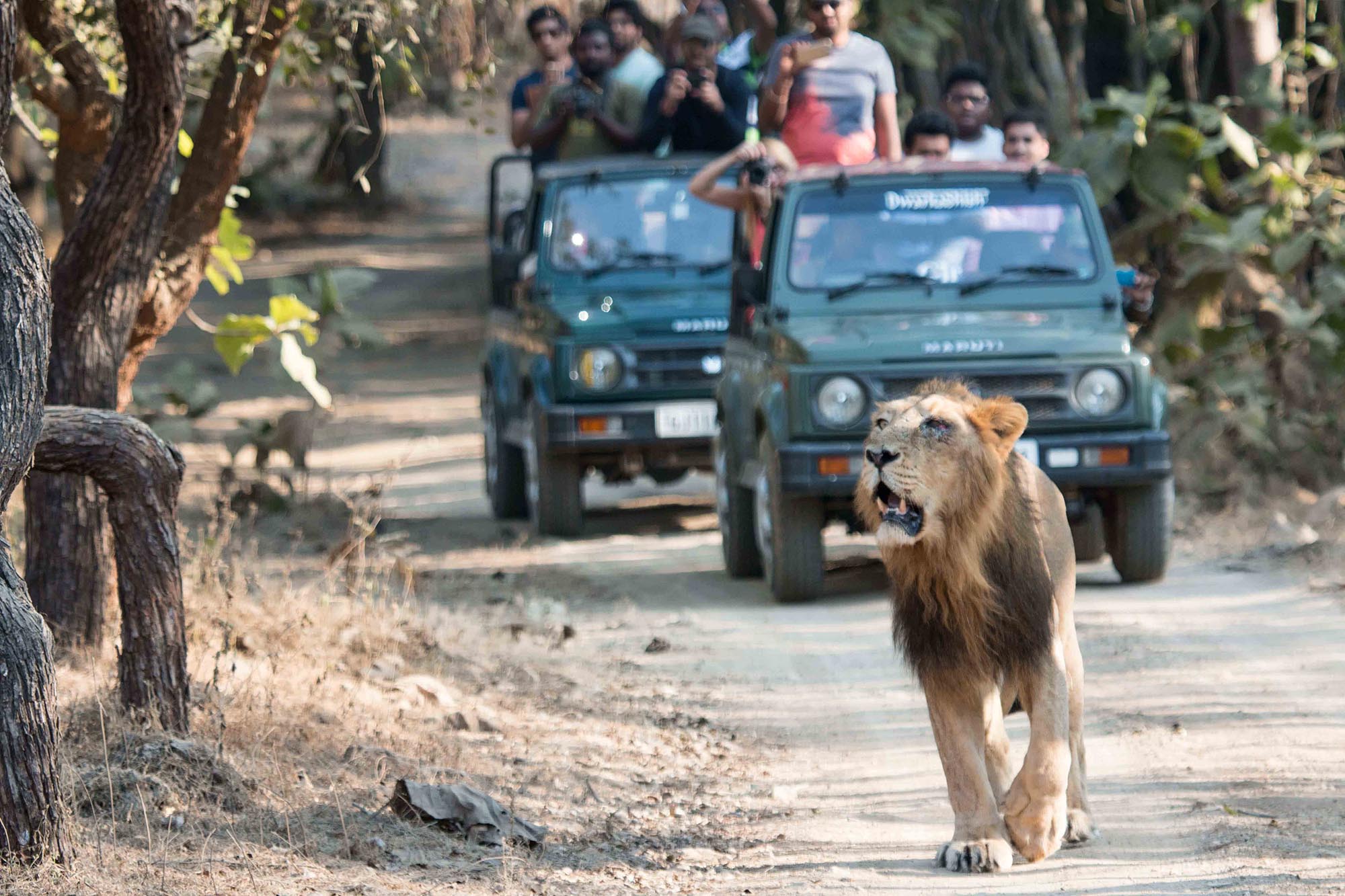 Lion King Raju, Gir National Park