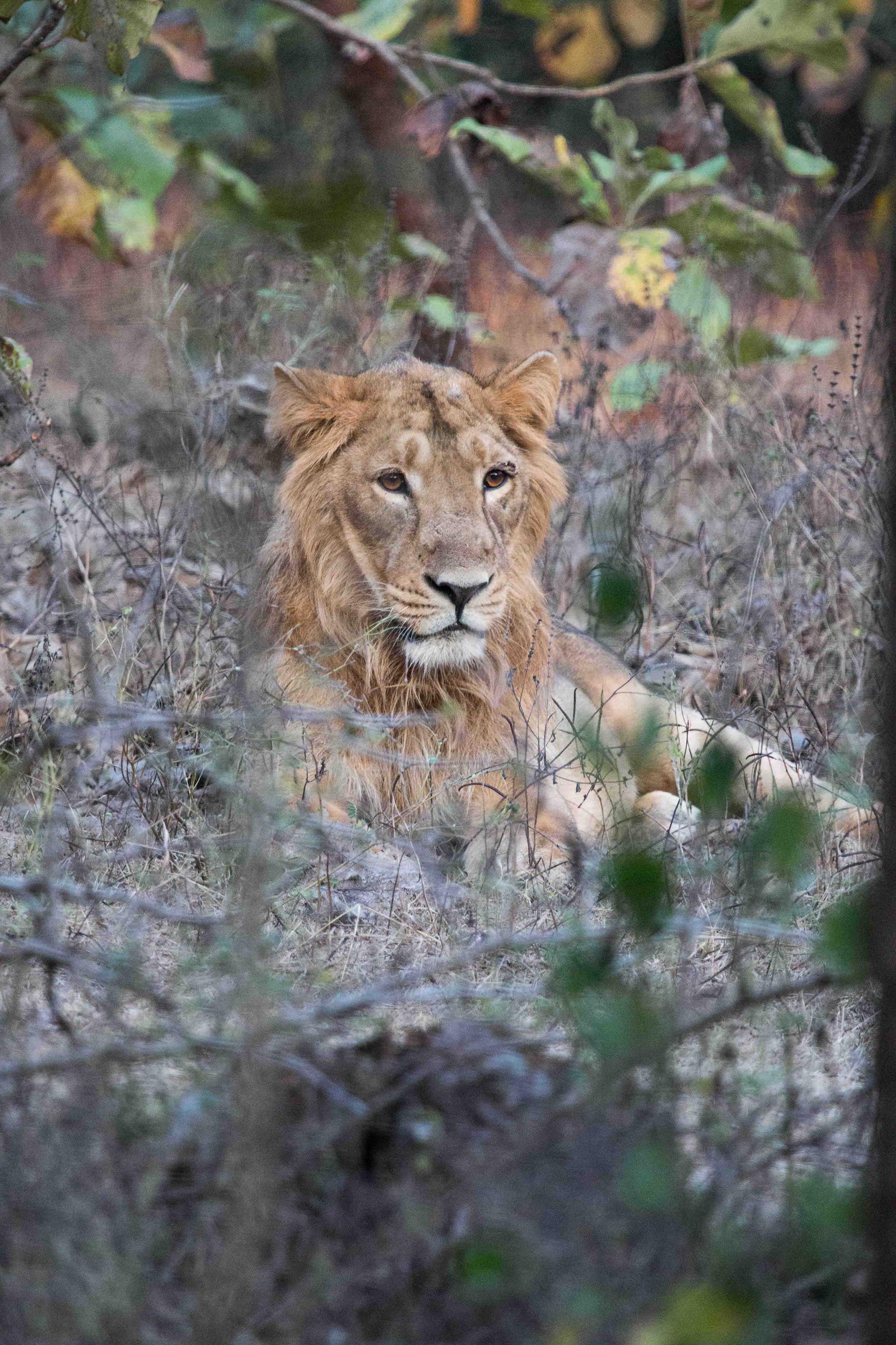 Gir National Park, Gujarat