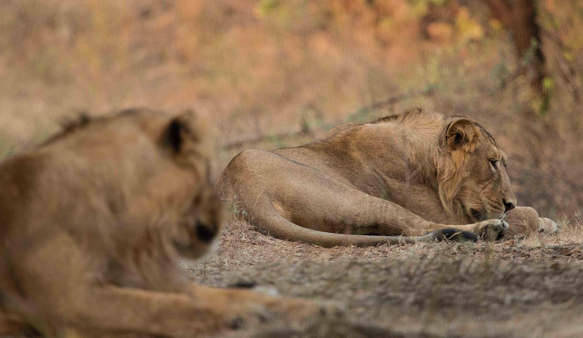 Gir National Park, Gujarat