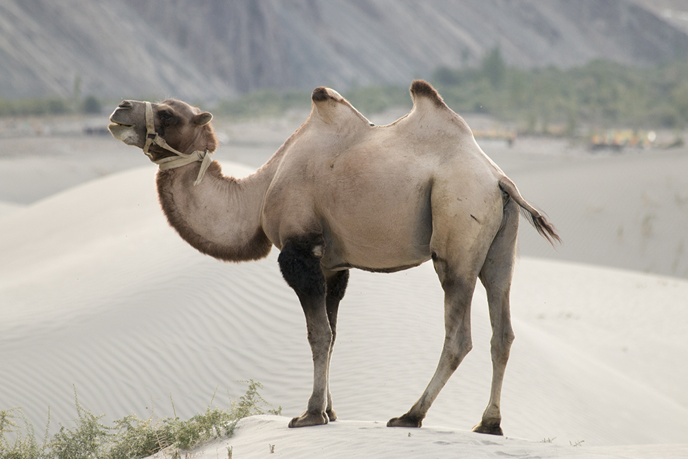 Nubra Valley, Ladakh