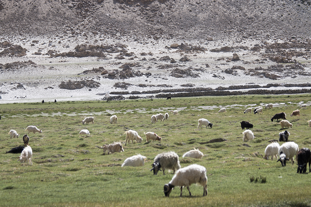 Kashmir with herds of Sheep, Thiksey Monastrey, Ladakh