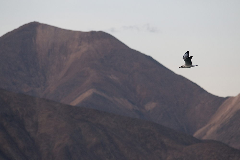 Sea Gulls in the evening at Pangong Tso, Leh, Ladakh