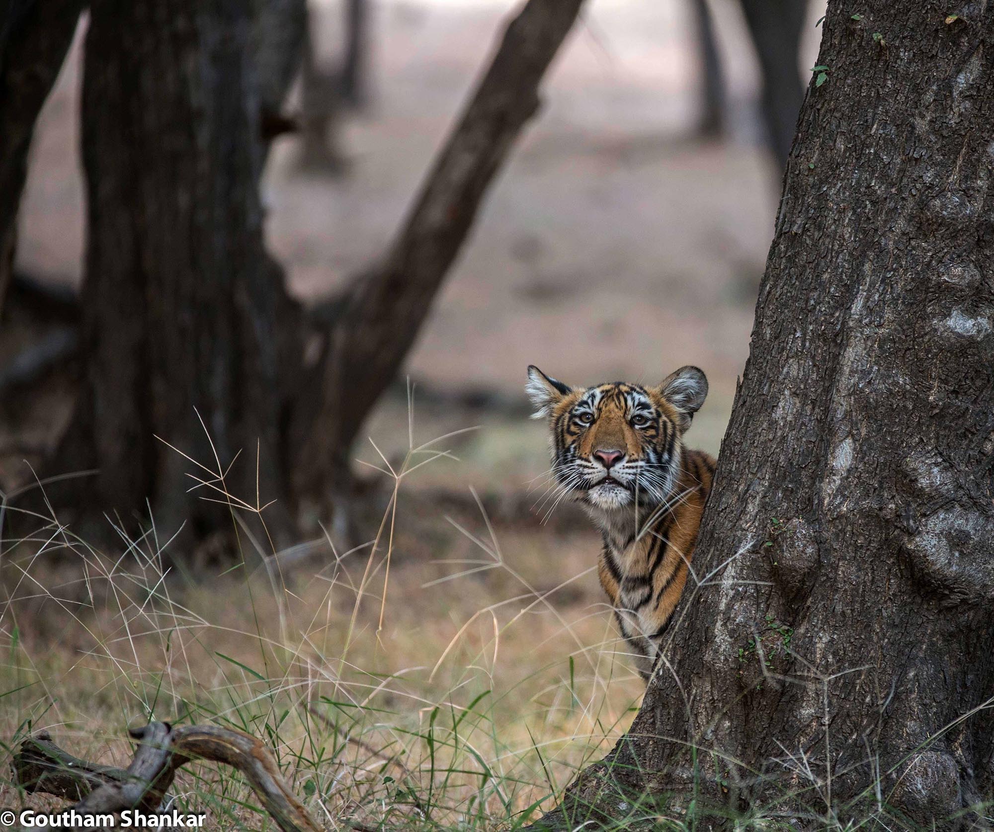 T19 cub from Ranthambore, Rajasthan