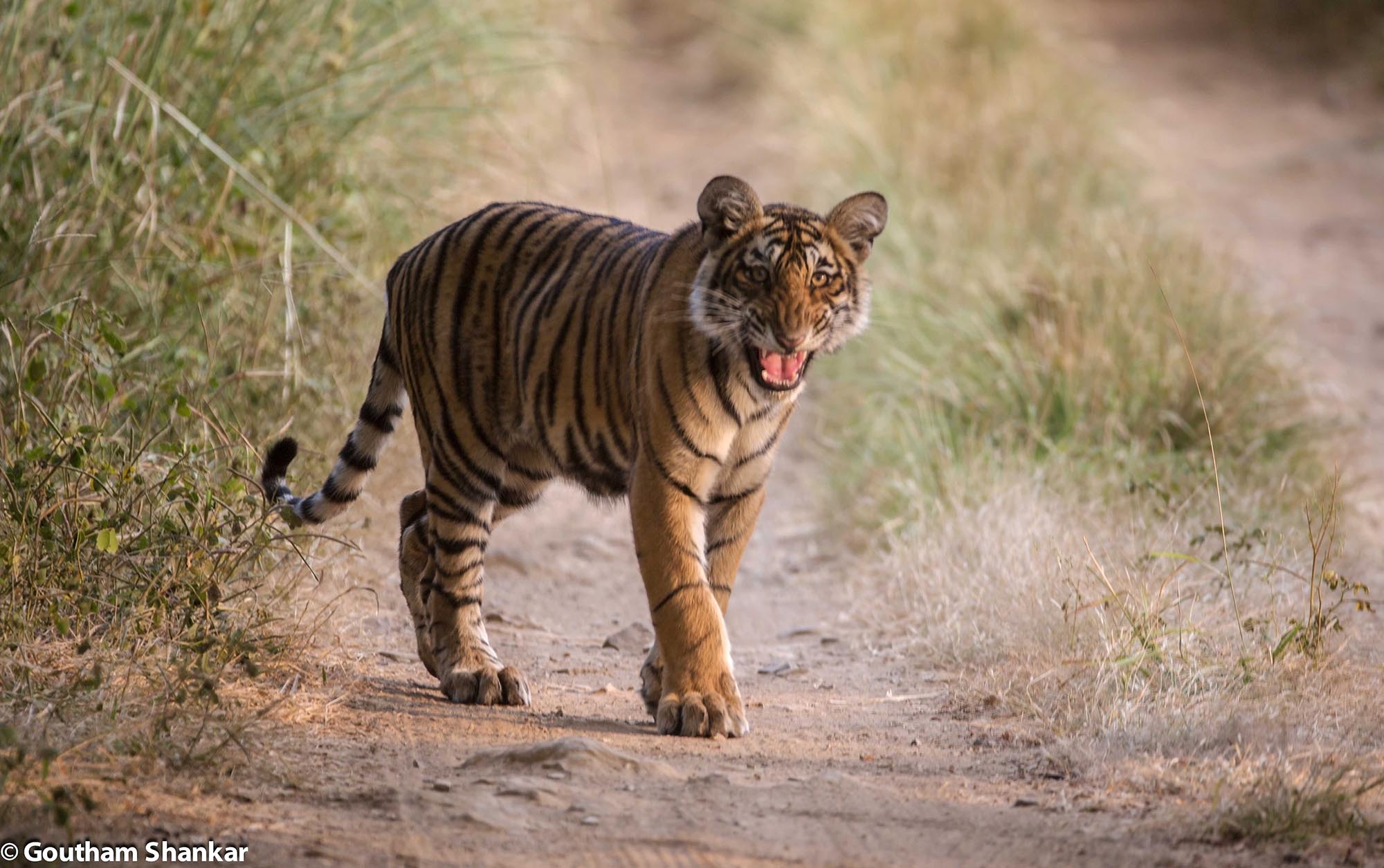 Cub2 of T19 in Ranthambore, Rajasthan