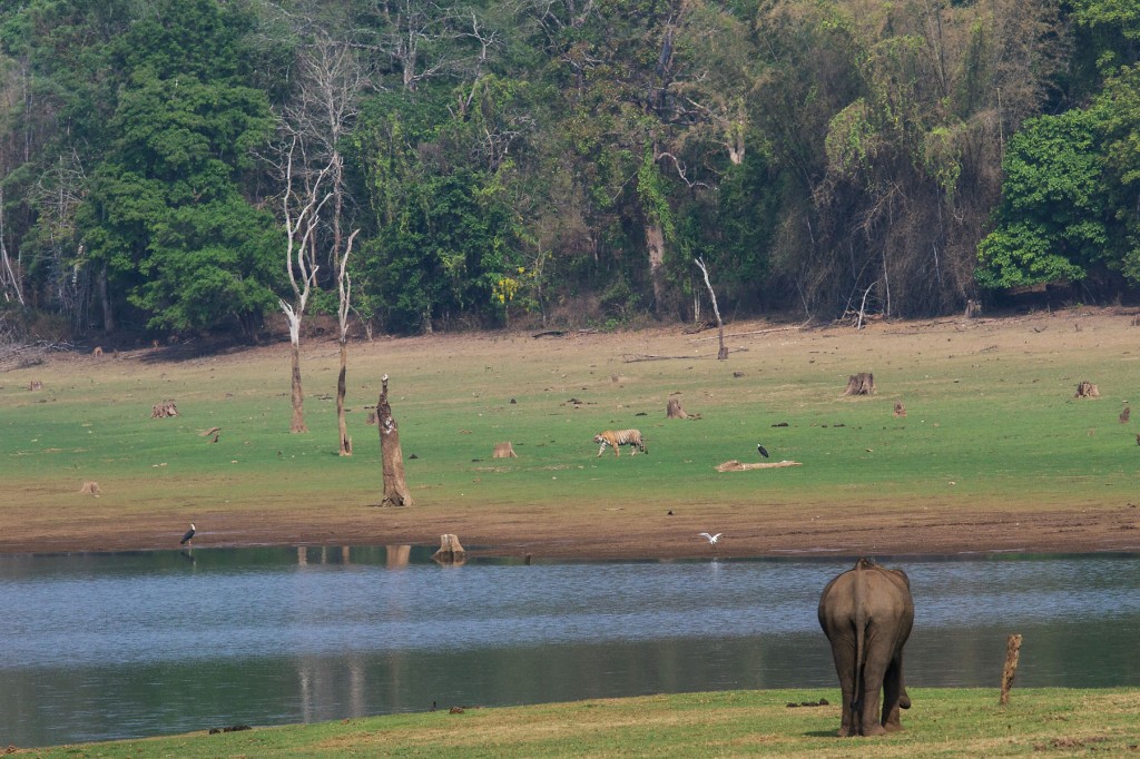 ESSENCE OF KABINI - Every place has a signature photograph to it. For me, this is the closest it comes for Kabini. The banks of the reservoir, with fresh grass growing at the onset of summer. The beautiful moist deciduous forest all around it. And the majestic animals that define the place - the Tiger and the Elephant.