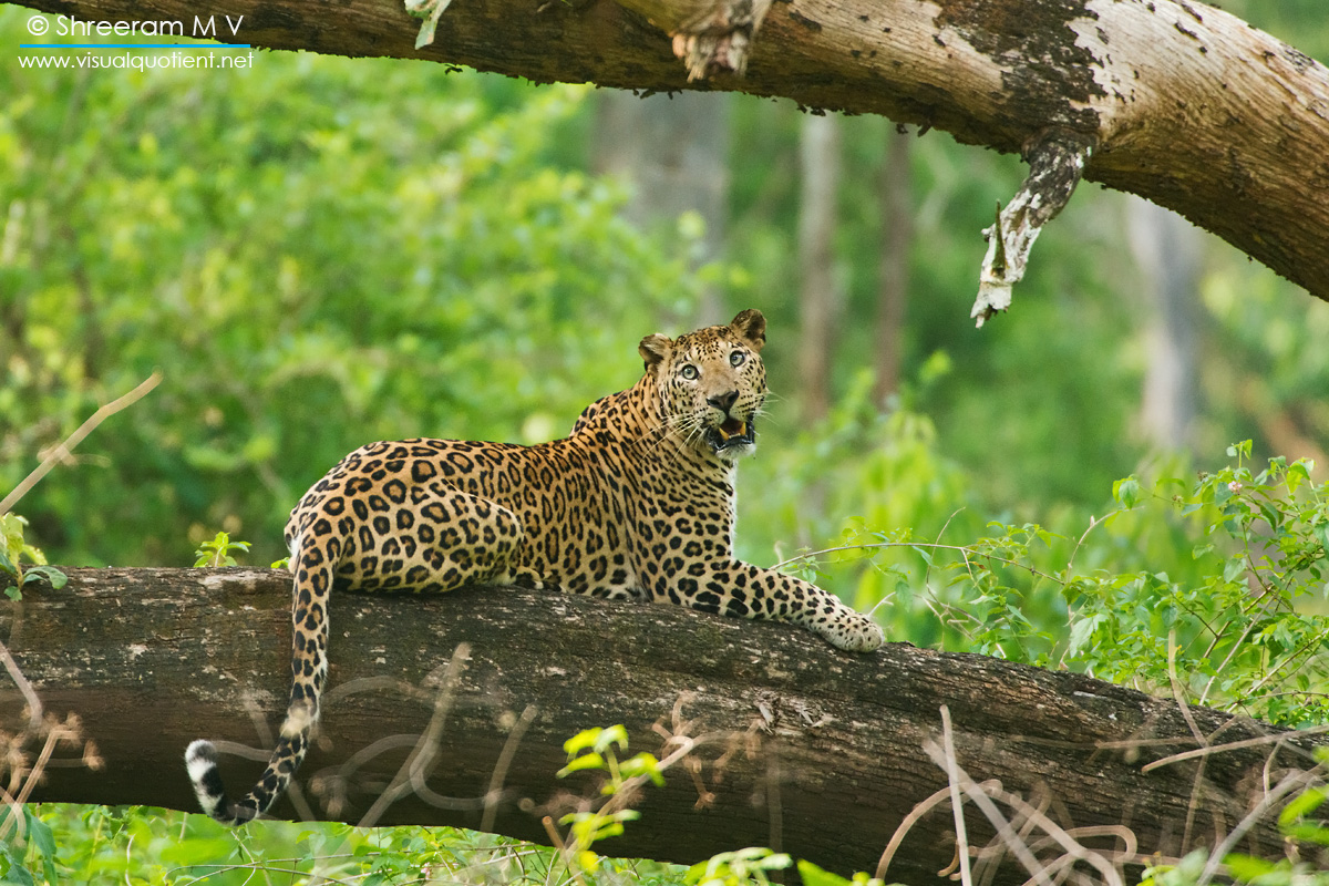 LEOPARD-ON-TREE - This one decided to spend the afternoon on a fallen tree. One often comes across Leopards resting on trees here, probably to keep themselves safe from the one predator that can vanquish them.