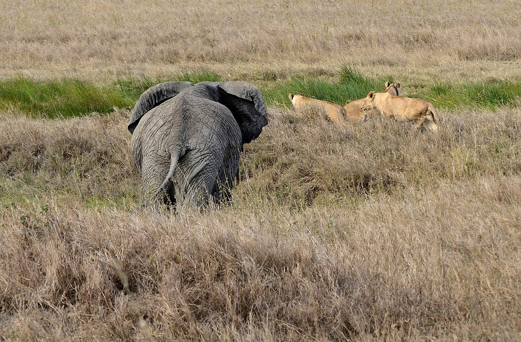 Serengeti NP, Africa