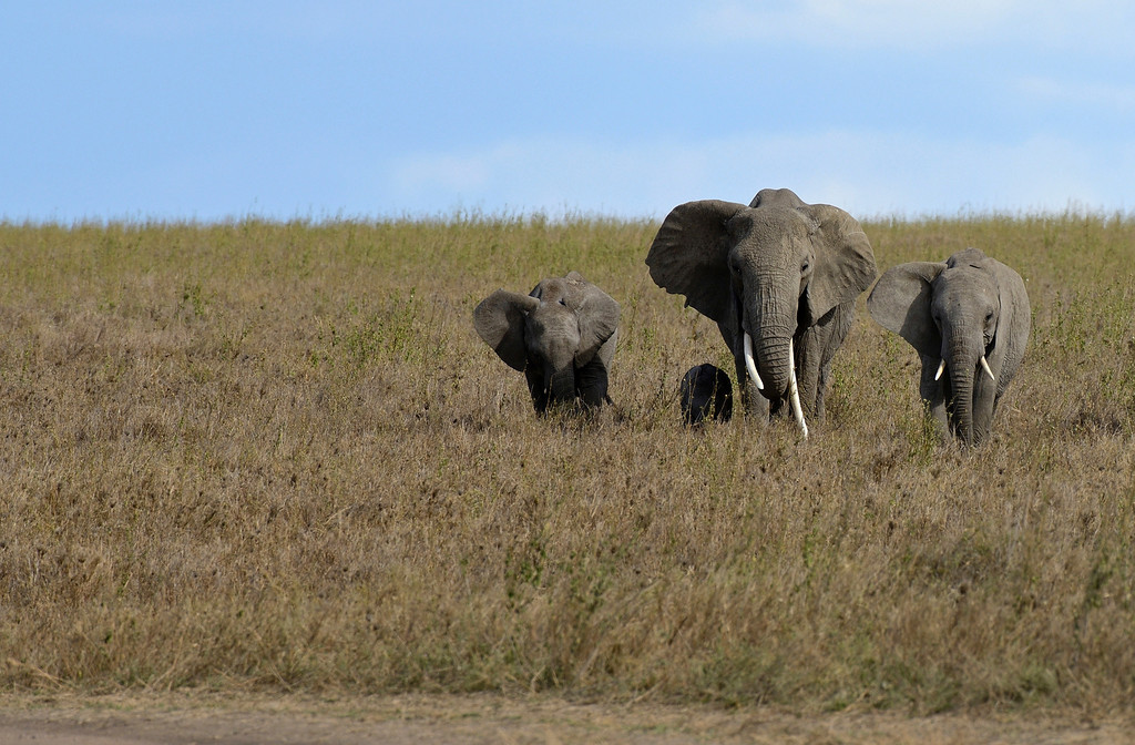 African Elephant, Serengeti NP, Africa