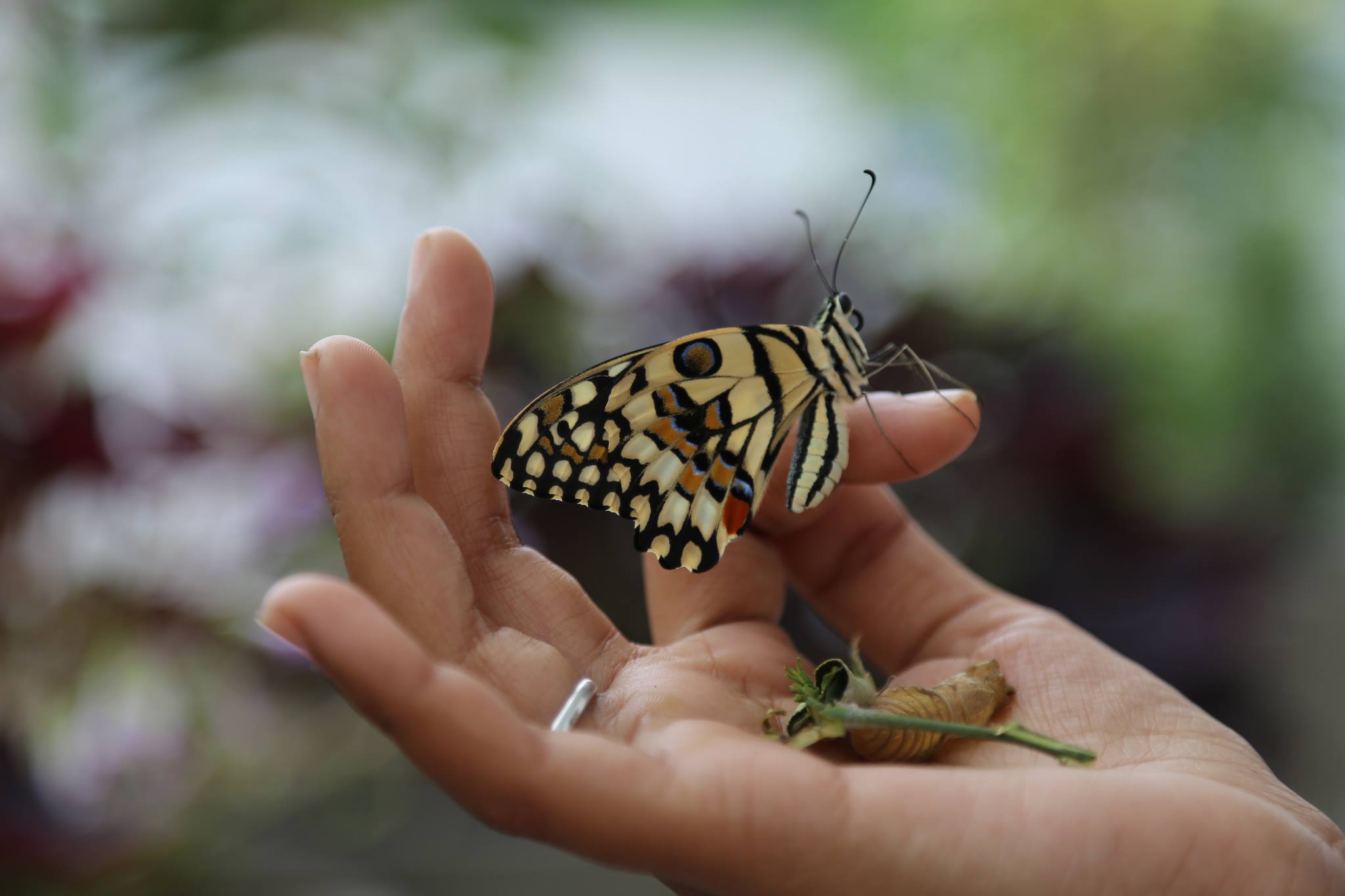 common-lime-butterfly-life-cycle-wilderhood-recitals