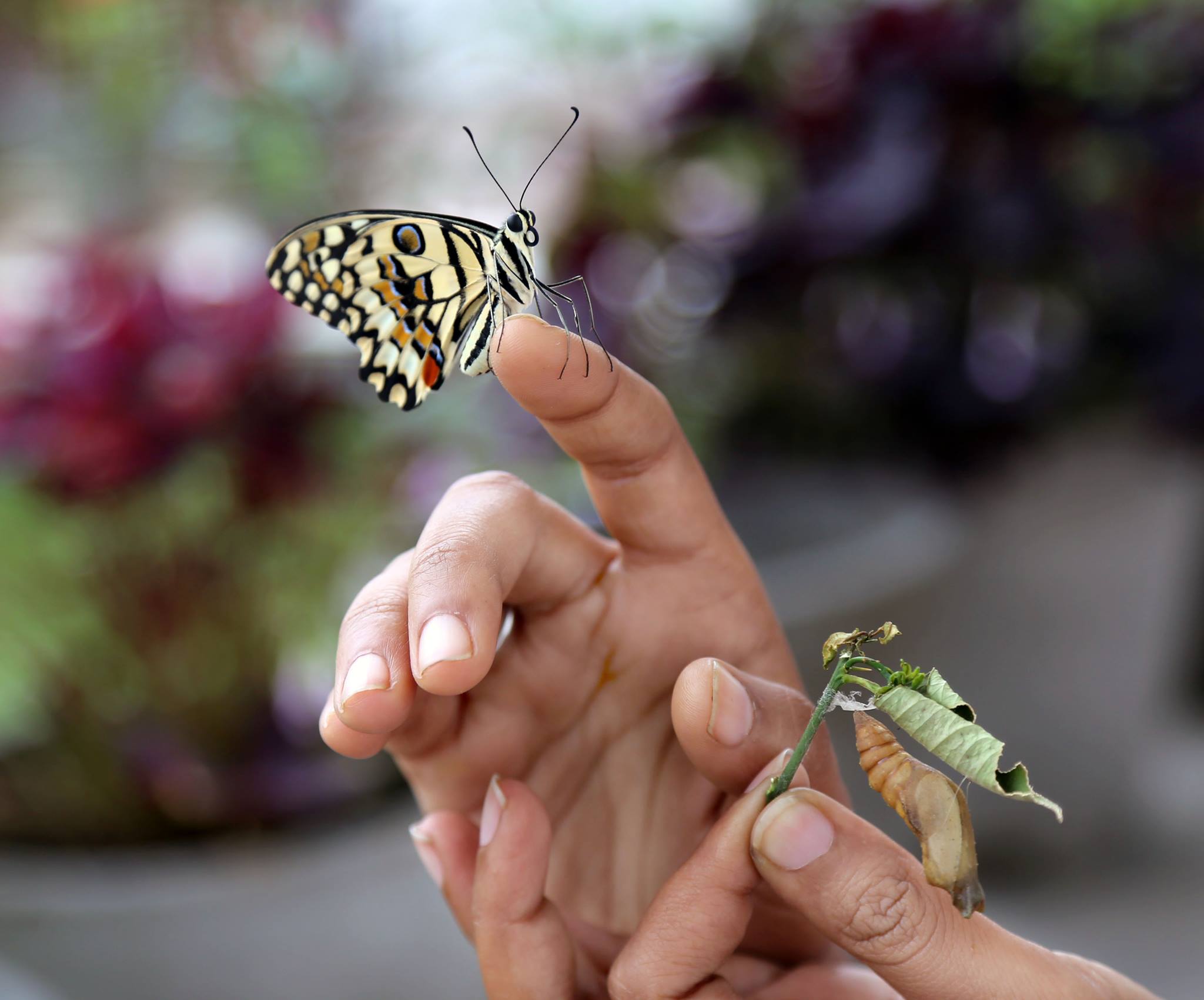 Lime Butterfly Life Cycle Days