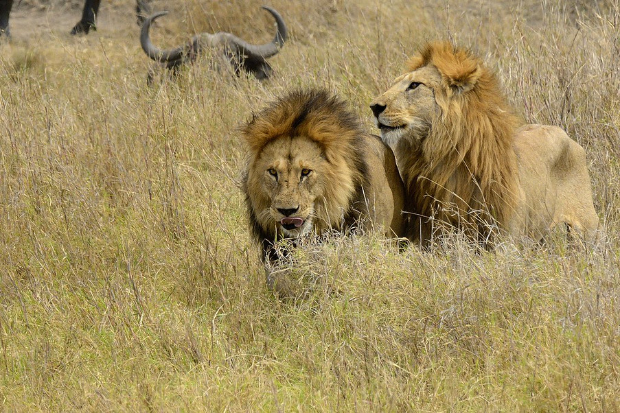 African Lion, Serengeti, Africa