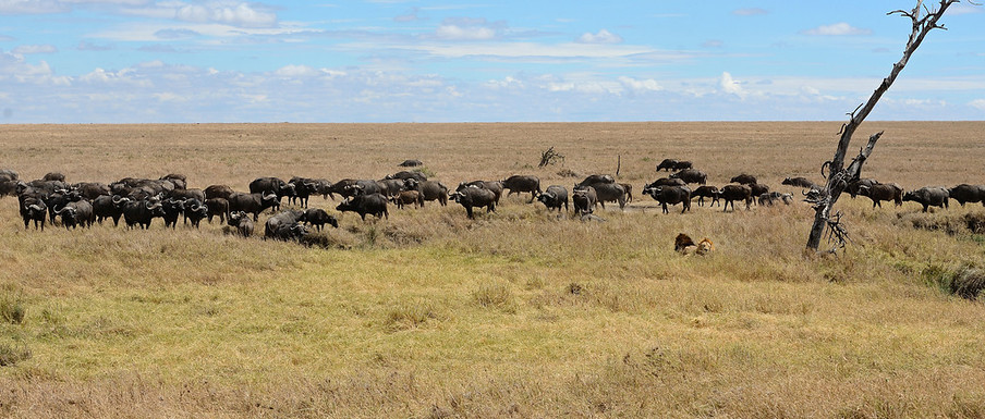 Water Buffaloes, Serengeti, Africa