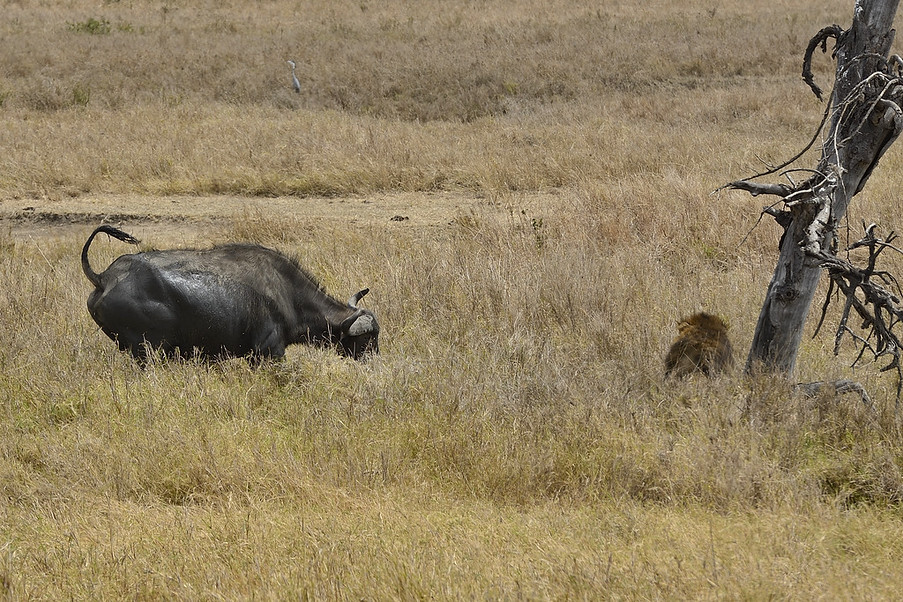 African Lion and Water Buffaloes, Serengeti, Africa