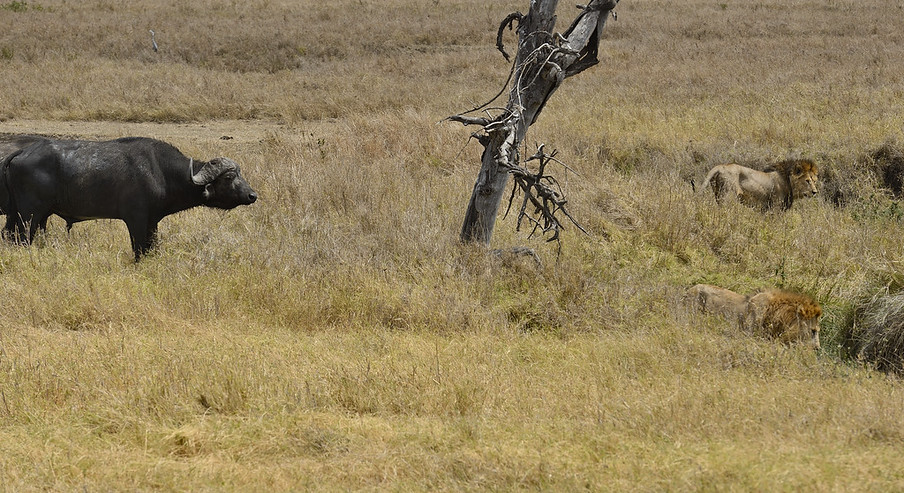 African Lion and Water Buffaloes, Serengeti, Africa