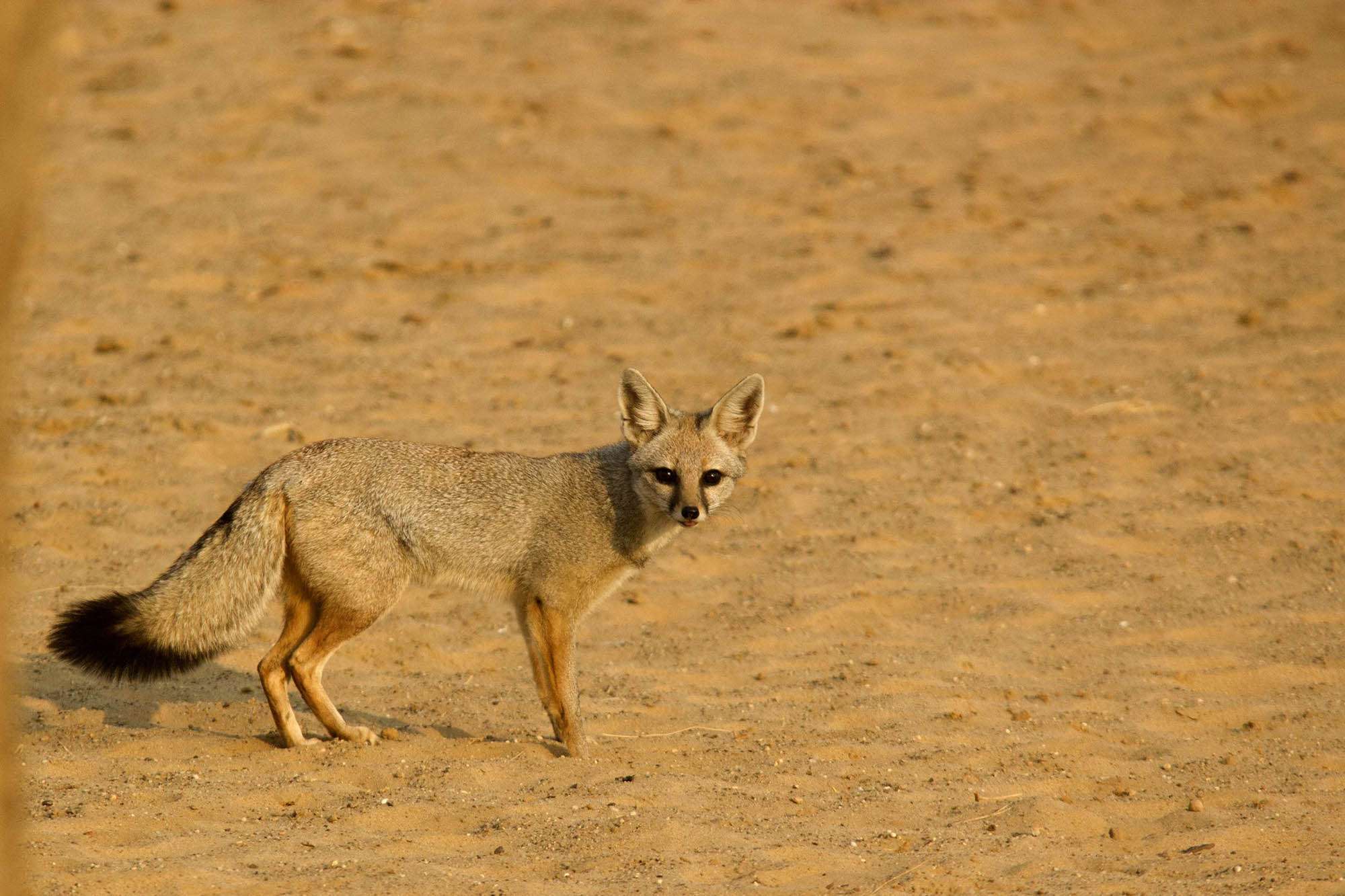 Indian Fox, DNP, Rajasthan