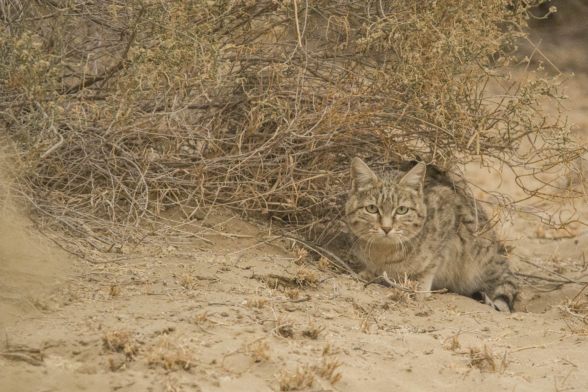 Desert Cat, DNP, Rajasthan