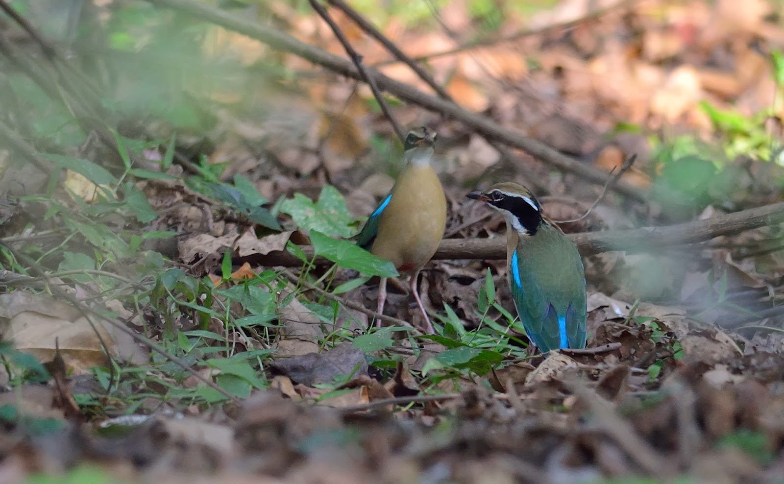 Indian Pitta, Tattekad-Salim Ali Bird Sanctuary, Cochin, Kerala