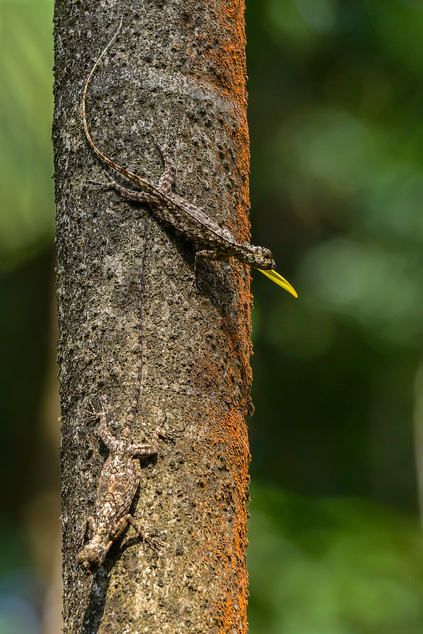 Both males on the tree trunk