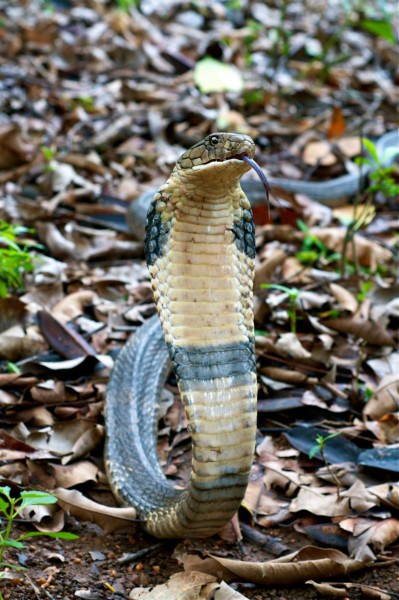 King Cobra in Someshwara, Karnataka