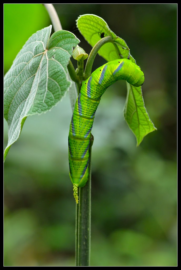 Death's-head Hawkmoth's Caterpillar