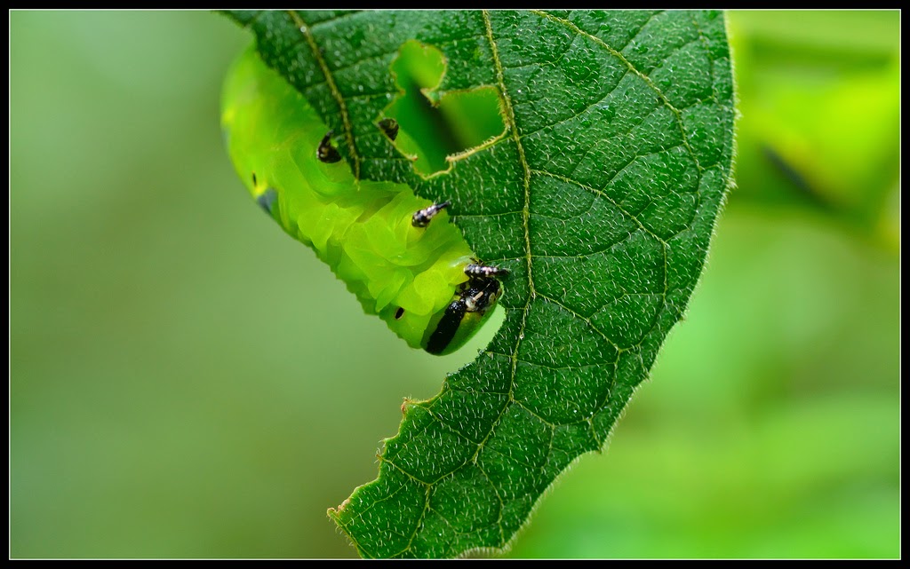 Caterpillar feeding on a leaf, Coorg