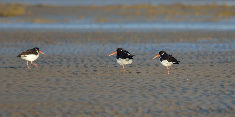 Oyster catchers, Greater Rann of Kutch