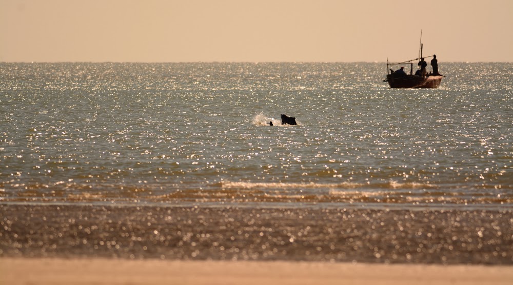 Dolphins off the shore, Greater Rann of Kutch