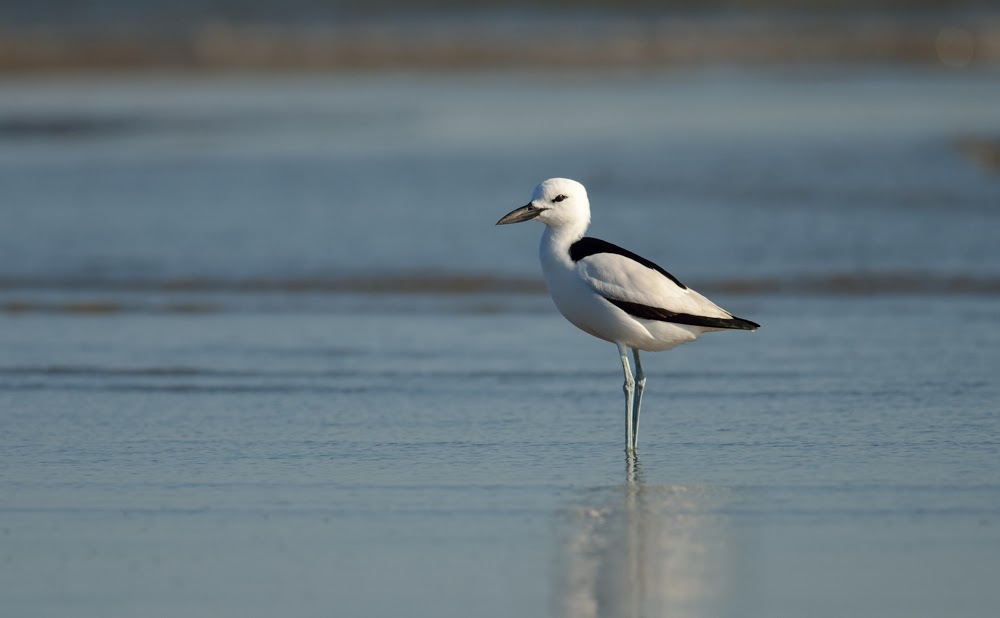 Crab Plover, Greater Rann of Kutch