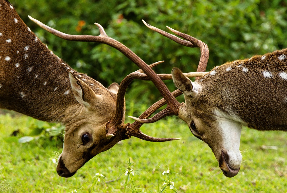 Spotted Deer, Bandipur National Park