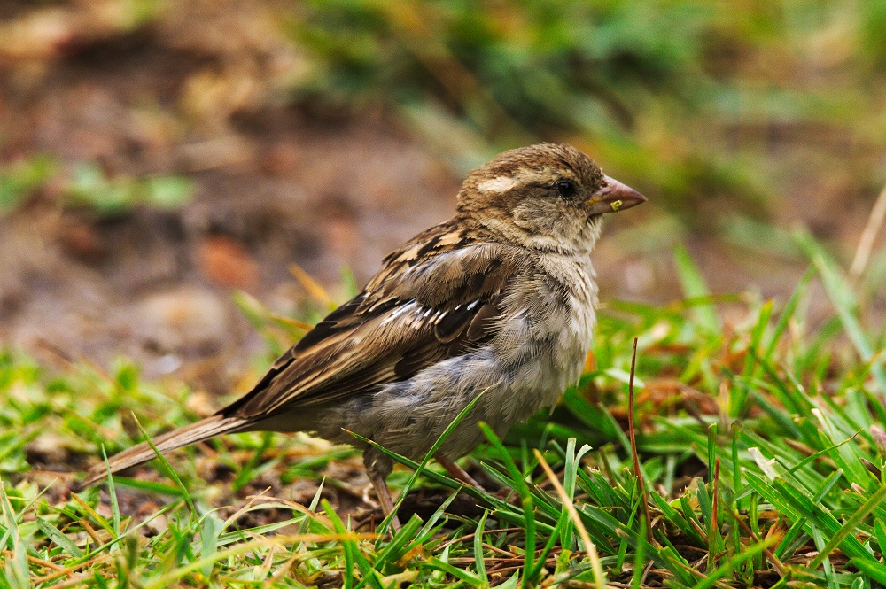 Common Sparrow, Bandipur National Park