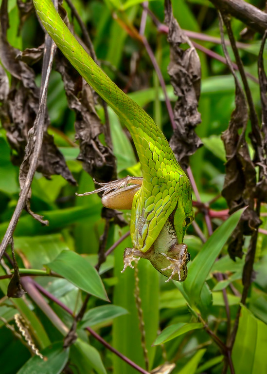 Green VIne Snake, Agumbe
