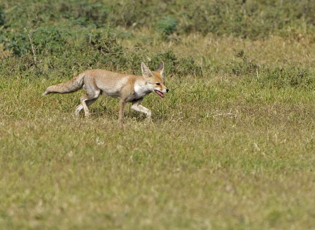 Desert Fox, Tal Chhapar, Rajasthan