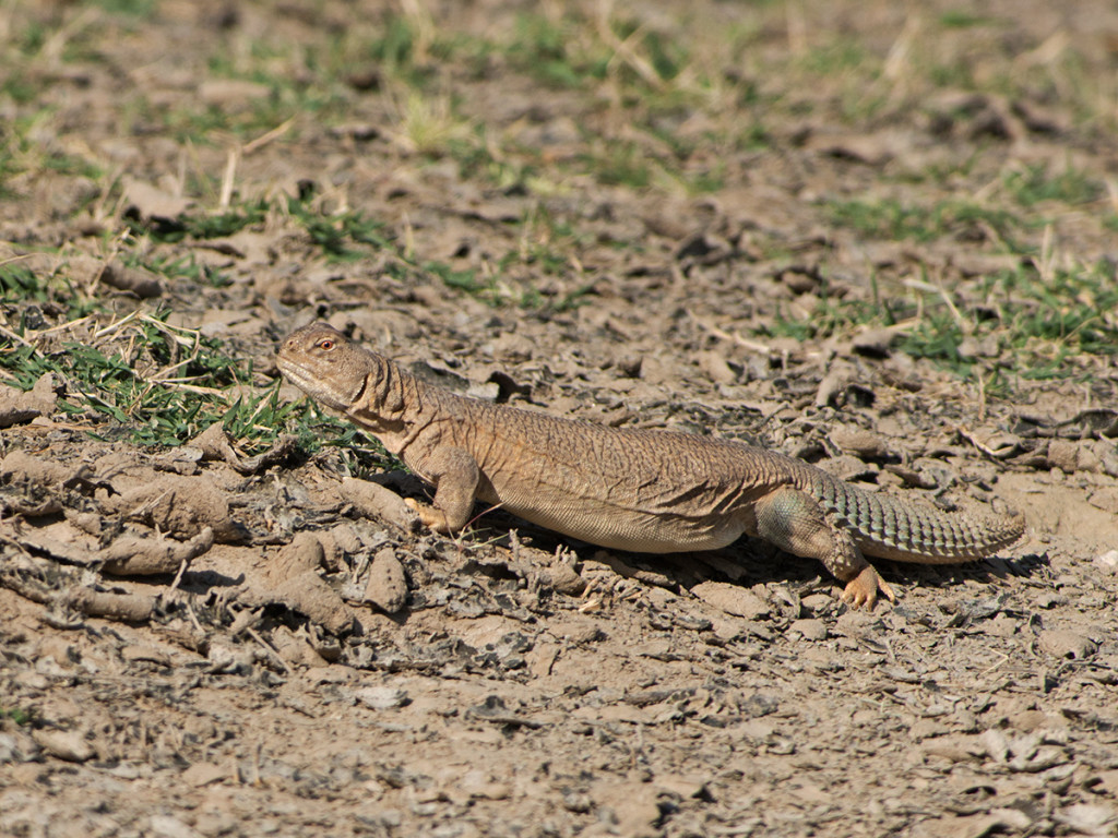 Spiny Tailed Lizard, Tal Chhapar, Rajasthan