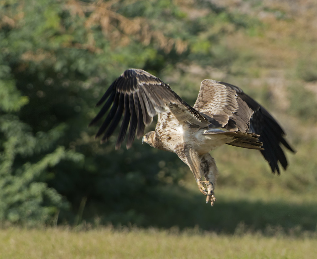 Tawny Eagle withdrew, Tal Chhapar, Rajasthan
